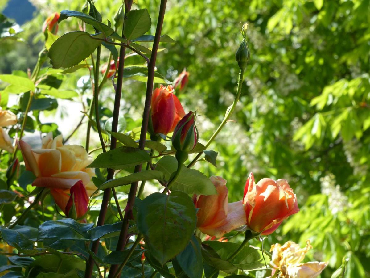 La Ferme Du Petit Segries Bed And Breakfast Moustiers-Sainte-Marie Luaran gambar